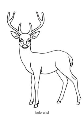 kolorowanka jeleń