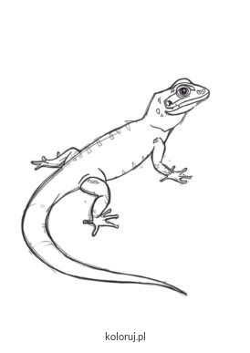 kolorowanka jaszczurka